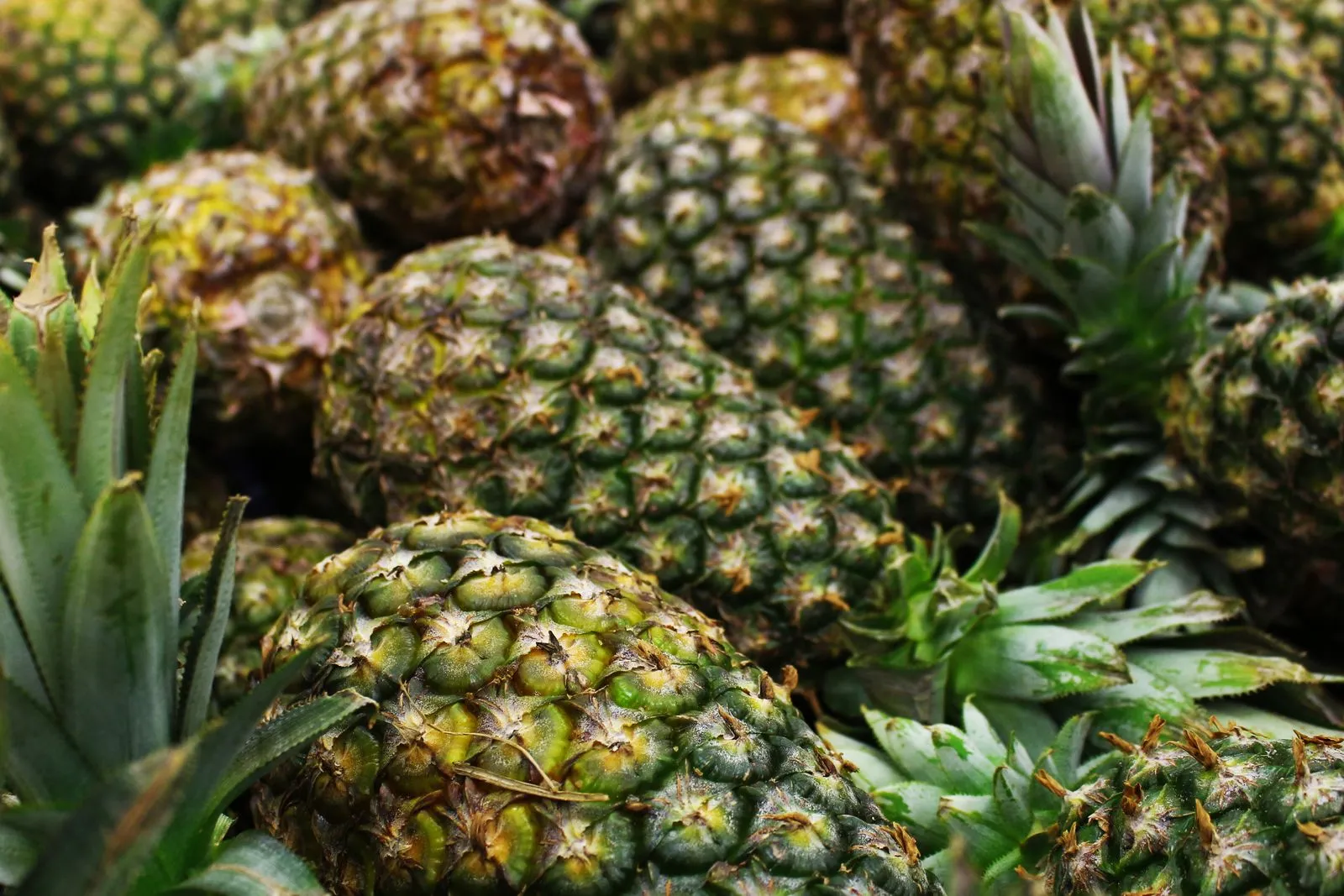 A pile of ripe pineapples