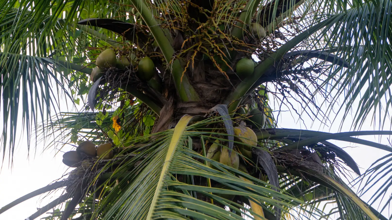 Coconut palm heavy with coconuts in the garden at LambLion Apartments in central Antigua