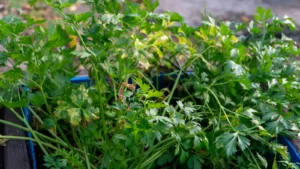 Herb bed planted by Lorilyn Walker at LambLion Apartments, Antigua