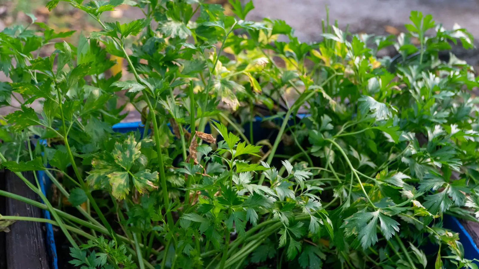 Herb bed planted by Lorilyn Walker at LambLion Apartments in Antigua