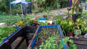 Raised vegetable beds in the organic garden at LambLion Apartments, Antigua