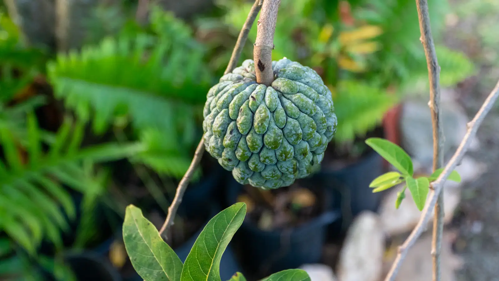 Soursop fruit growing on a tree in the LambLion garden in central Antigua