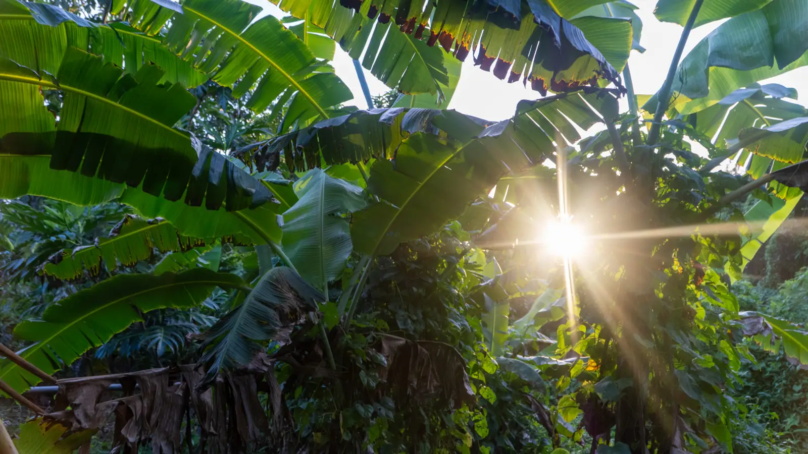 Morning sun through banana leaves in the LambLion garden, central Antigua