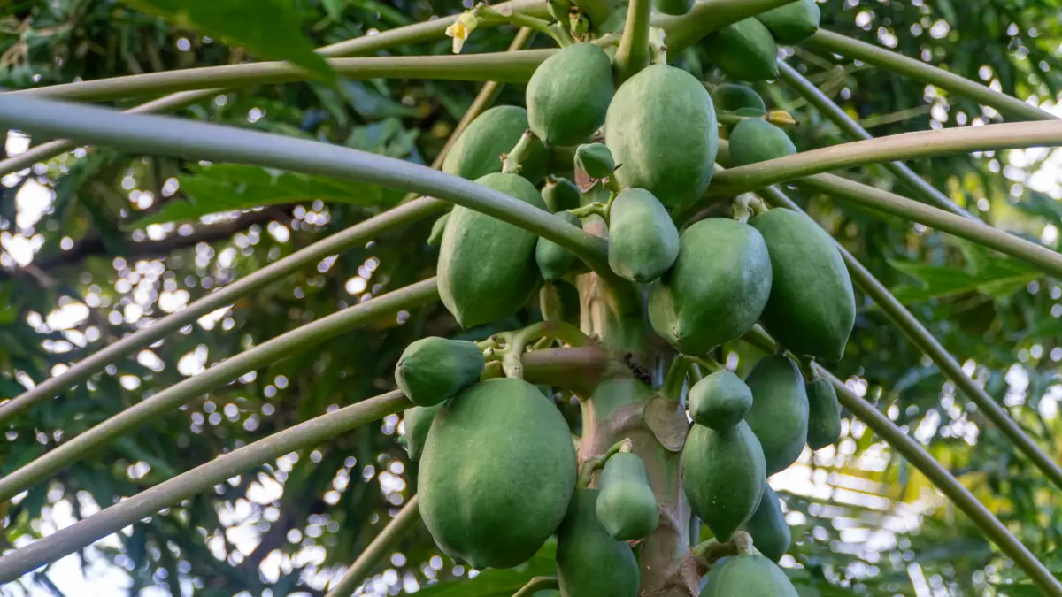 Papaya tree in the guest garden at LambLion Apartments, Antigua